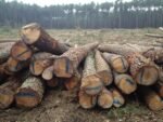 Decoration wooden present - Immagine di 4